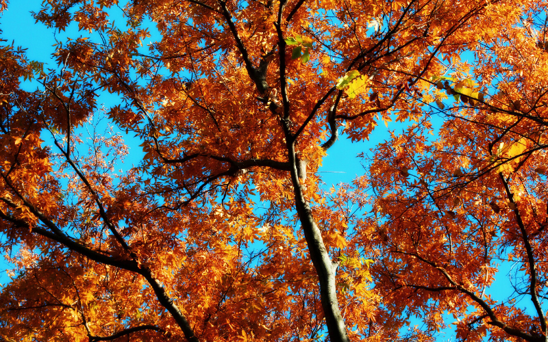 Herbst-Trends sind 2022 besonders natürlich wie das rotorange Blätterdach vor strahlend blauem Himmel